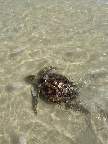 19 DEERWOOD STREET, Palm Coast, FL 32137