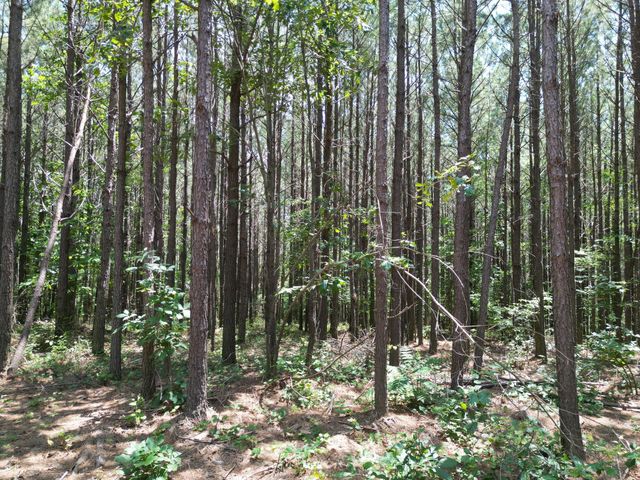 191 Seiber Ridge RD, Hohenwald, TN 38462