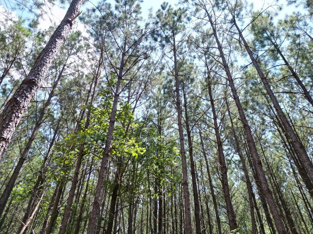 191 Seiber Ridge RD, Hohenwald, TN 38462