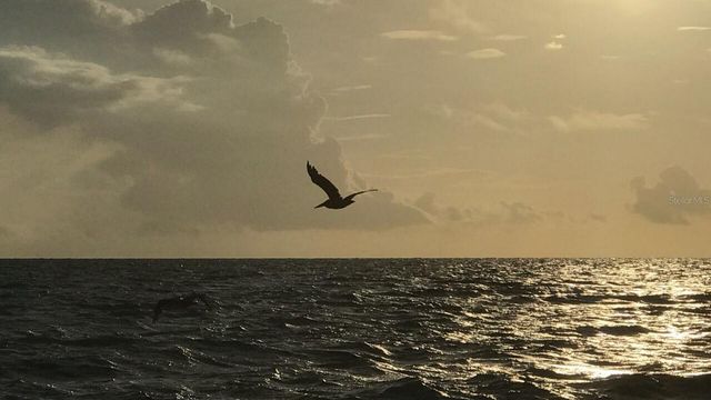 100 BLUFF VIEW DRIVE 317A, Belleair Bluffs, FL 33770