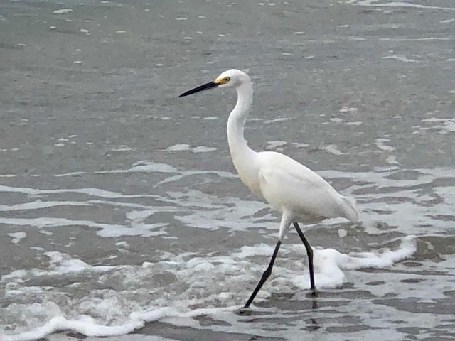 100 BLUFF VIEW DRIVE 317A, Belleair Bluffs, FL 33770