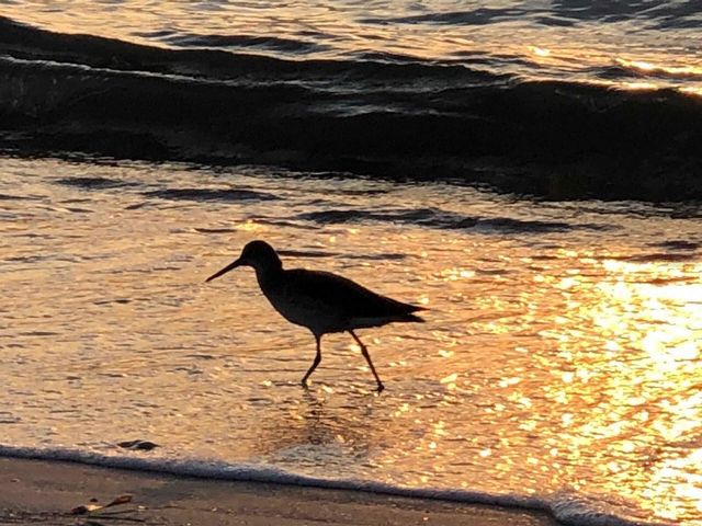 100 BLUFF VIEW DRIVE 317A, Belleair Bluffs, FL 33770