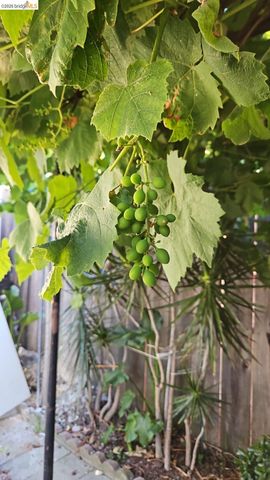 2328 Bartlett St, Oakland, CA 94601