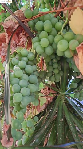 2328 Bartlett St, Oakland, CA 94601