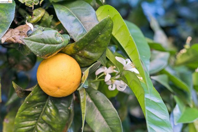 2328 Bartlett St, Oakland, CA 94601