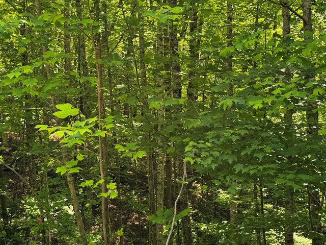 84 Cedar Road, Ellijay, GA 30540