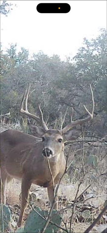 Image 1 of property listing at 1512 Persimmon Rd # 35, Eldorado, TX 76936