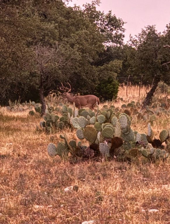 Image 3 of property listing at 1512 Persimmon Rd # 35, Eldorado, TX 76936