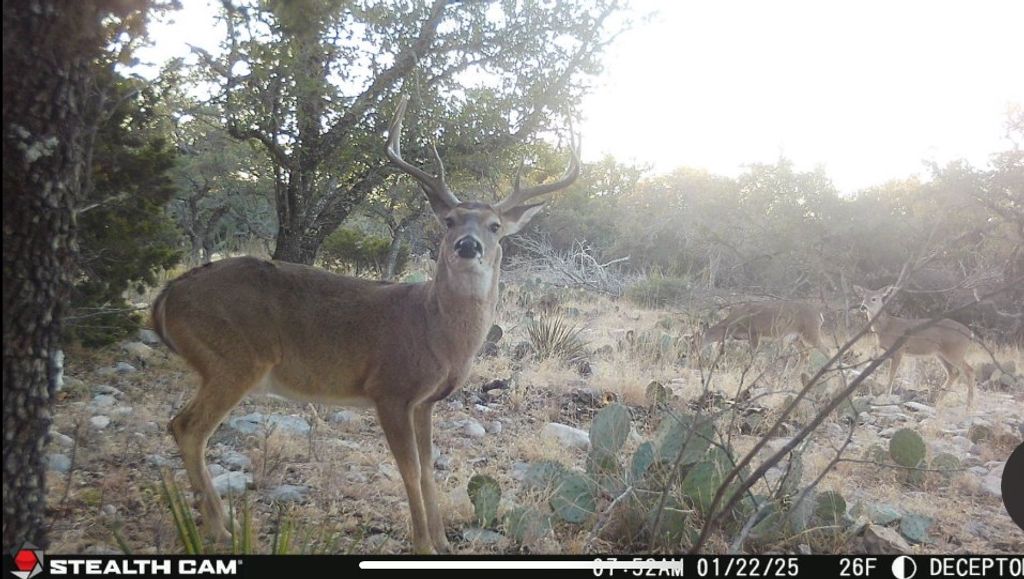 Image 4 of property listing at 1512 Persimmon Rd # 35, Eldorado, TX 76936