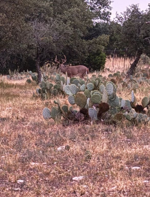 Image 7 of property listing at 1512 Persimmon Rd # 35, Eldorado, TX 76936