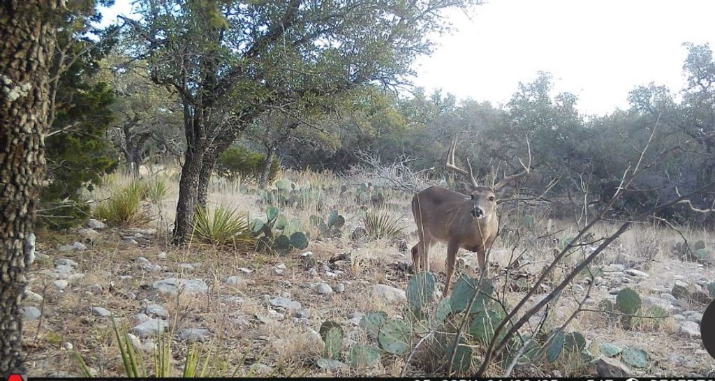 Image 9 of property listing at 1512 Persimmon Rd # 35, Eldorado, TX 76936