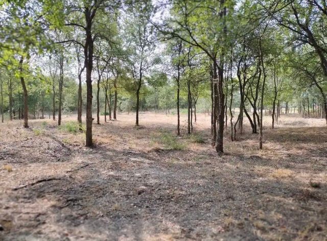 4139 Vista Oak Drive, Royse City, TX 75189