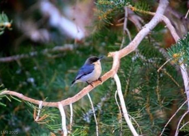 2169 Via Spes Nostra Street, Mount Charleston, NV 89124