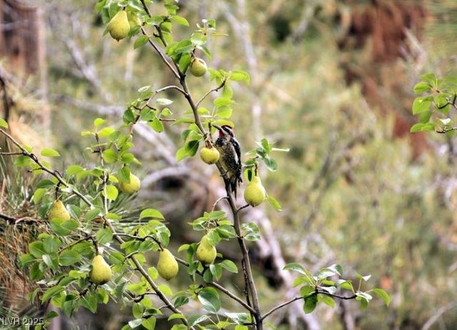 2169 Via Spes Nostra Street, Mount Charleston, NV 89124