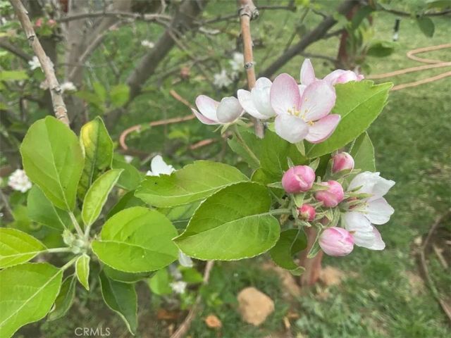 8234 Stonewood, Jurupa Valley, CA 92509