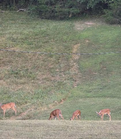 1338 Blackberry Lane, Crane, MO 65633