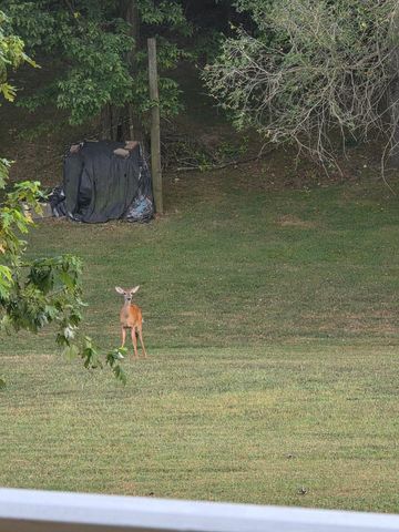 1338 Blackberry Lane, Crane, MO 65633