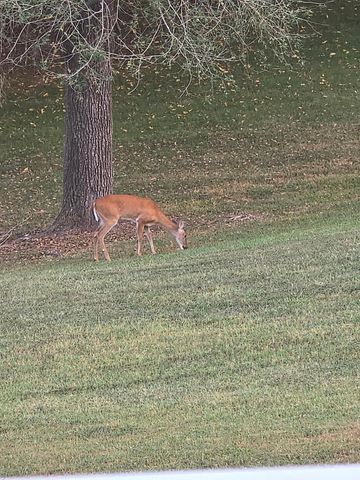 1338 Blackberry Lane, Crane, MO 65633