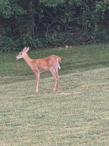 1338 Blackberry Lane, Crane, MO 65633