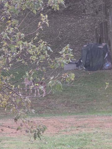 1338 Blackberry Lane, Crane, MO 65633