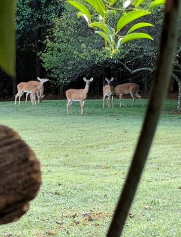 925 Bumpas Rd, Lawrenceburg, TN 38464