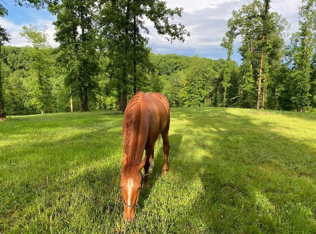 925 Bumpas Rd, Lawrenceburg, TN 38464