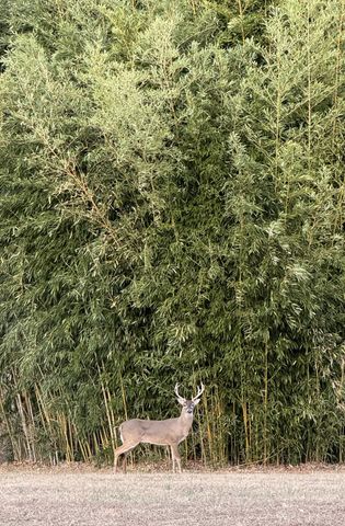 925 Bumpas Rd, Lawrenceburg, TN 38464