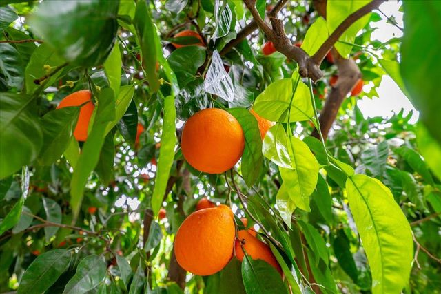 12001 Prospect Hill Dr, Gold River, CA 95670