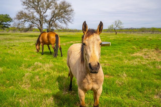 3019 S Highway 16, Llano, TX 78643