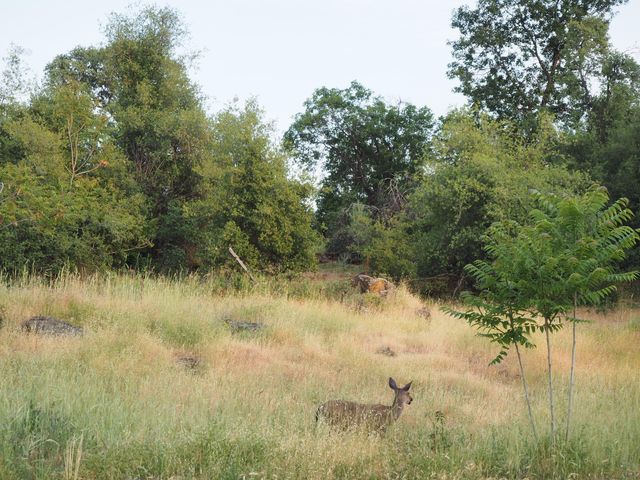 21705 S Powerhouse Road, Manton, CA 96059