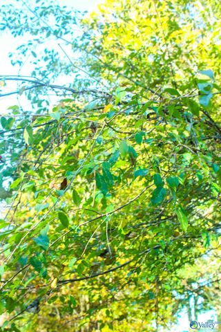 314 West Avenue, Sylvania, AL 35988