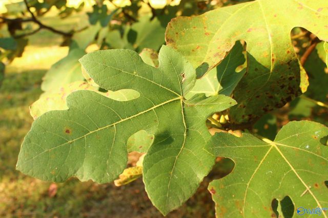 314 West Avenue, Sylvania, AL 35988