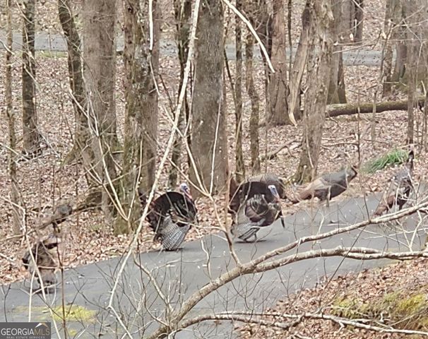 404 Blue Store Road, Forsyth, GA 31029