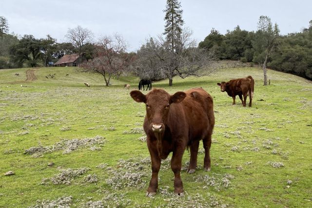 3000 Sheep Ranch Rd, Murphys, CA 95247