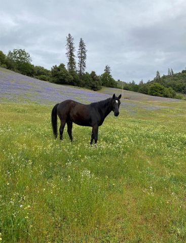 3000 Sheep Ranch Rd, Murphys, CA 95247