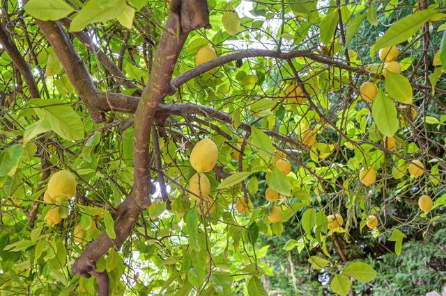 9177 Rizes Way, Elk Grove, CA 95758