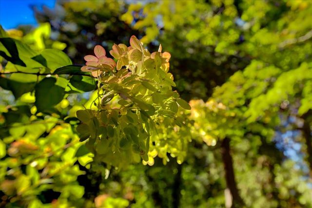 432 S Pine St, Nevada City, CA 95959