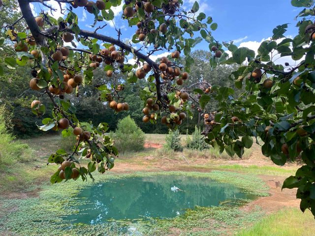 525 SEWELL BOTTOM RD, Adamsville, TN 38310