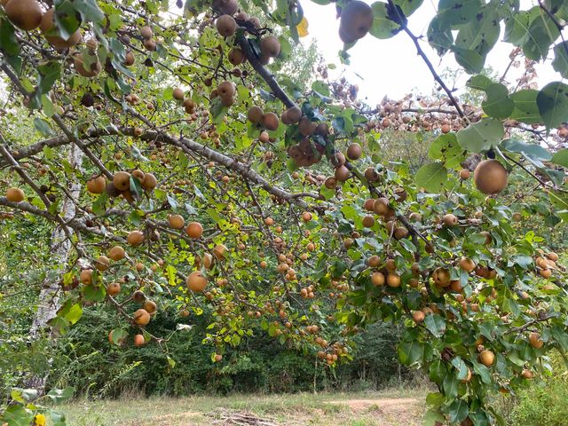 525 SEWELL BOTTOM RD, Adamsville, TN 38310