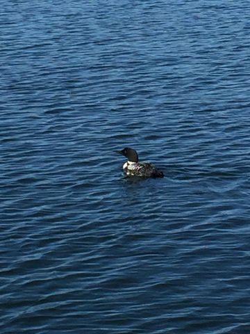 33332 Lone Pine Drive, Browerville, MN 56438