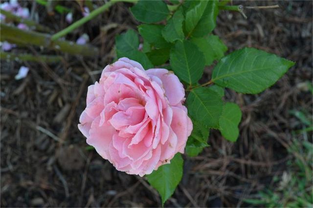 12929 Corona Court, Willis, TX 77318