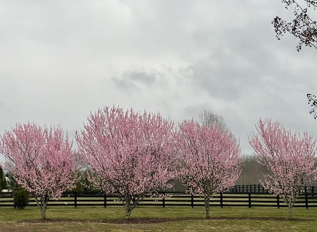 5540 Hawks Landing Dr, Arrington, TN 37014