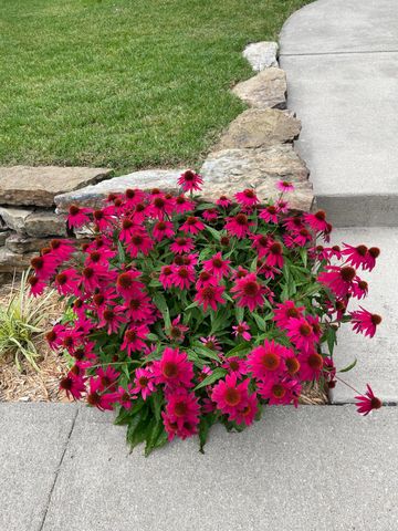 1319 E Monroe Street, Springfield, MO 65804