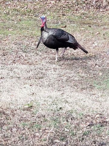 303 Garren Road, Belton, SC 29627