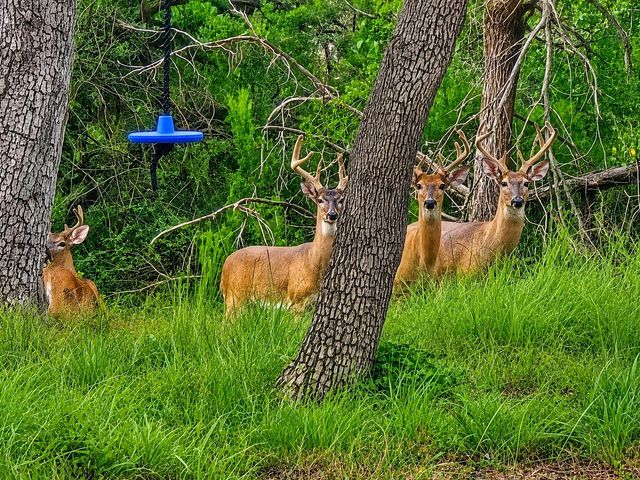 330 Live Oak Hills CT, San Marcos, TX 78666