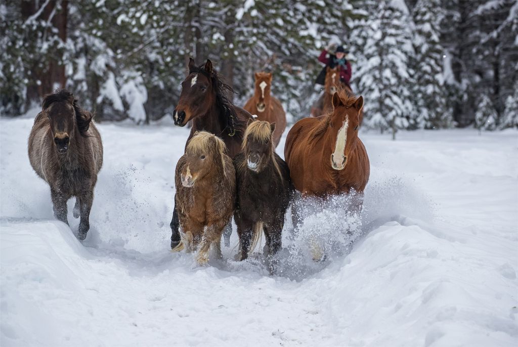 355 Reservoir Road, Whitefish, MT 59937 photo 74