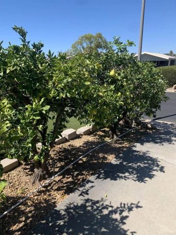 1622 Lotus, Escondido, CA 92026