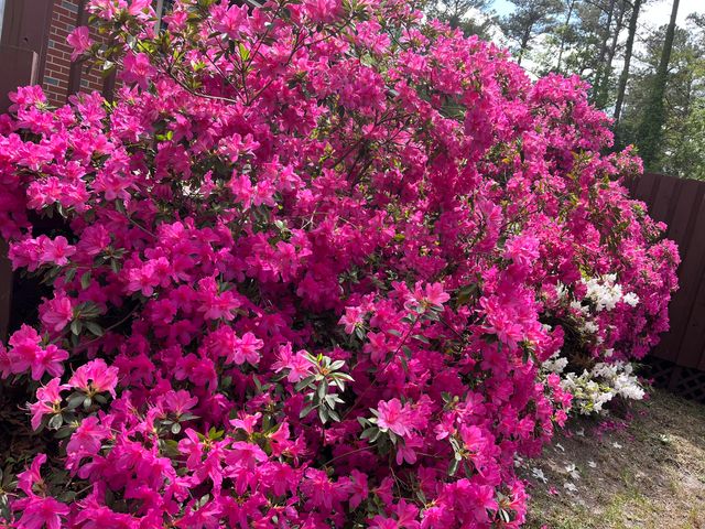 119 Wattle Street, Warrenville, SC 29851