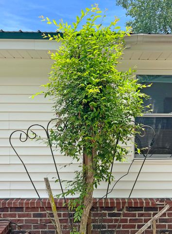 113 Winter Street, Eutawville, SC 29048