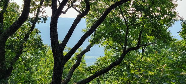 0 Preservation Drive, Lot 6, South Pittsburg, TN 37380